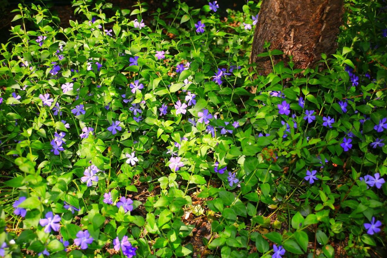 Mitten Im Seenland Und Spreewaldnah, Schoener Garten Storkow  Exterior photo